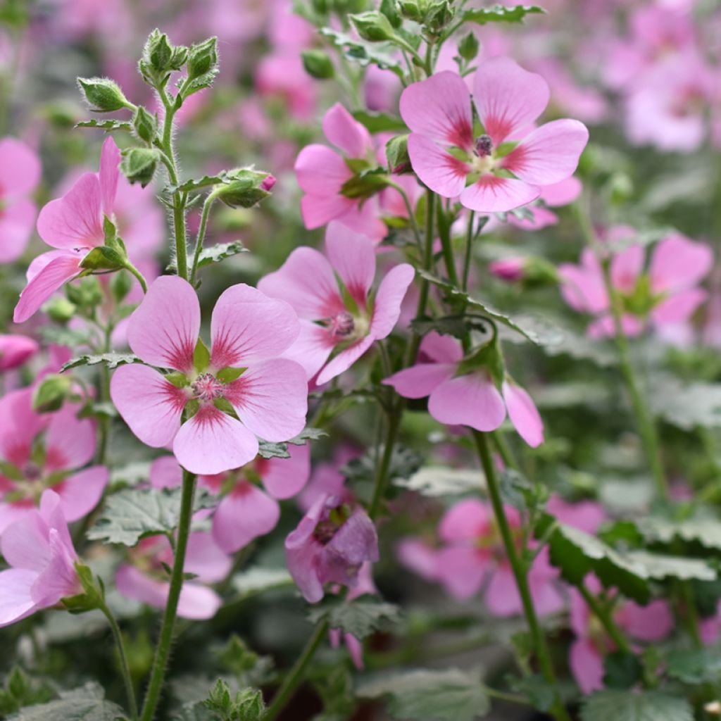 Anisodontea Lady in Pink