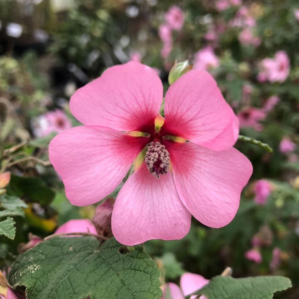 Anisodontea capensis El Rayo