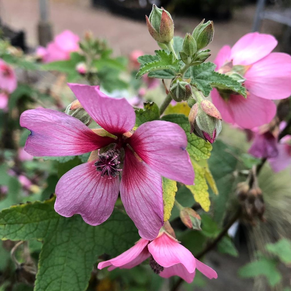 Anisodontea capensis El Rayo