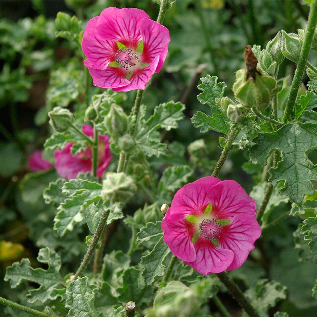 Anisodontea scabrosa Large Red