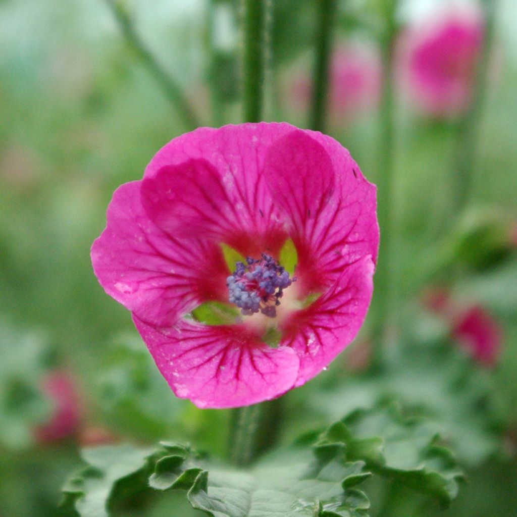 Anisodontea scabrosa Large Red