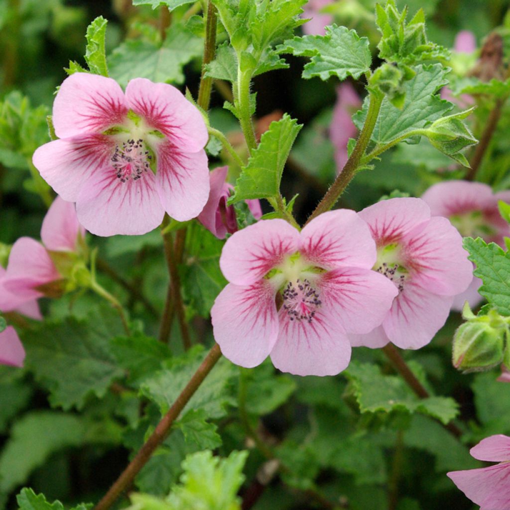 Anisodontea scabrosa Miss Pinky