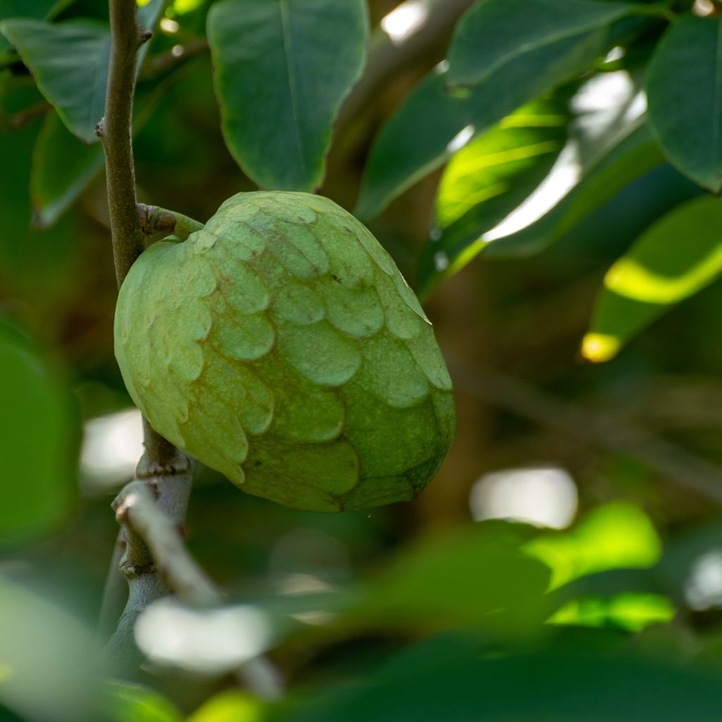 Chirimoya - Annona cherimola