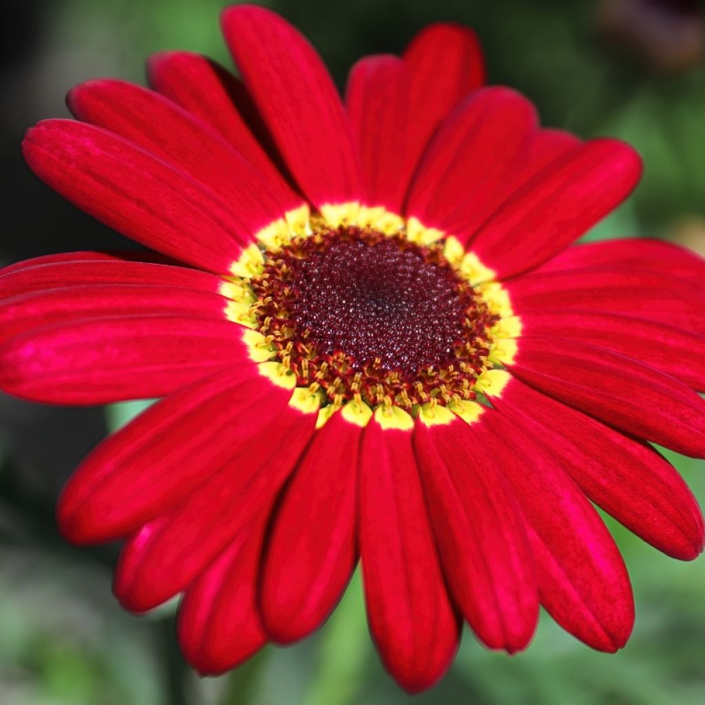 Argyranthemum Grandaisy Ruby