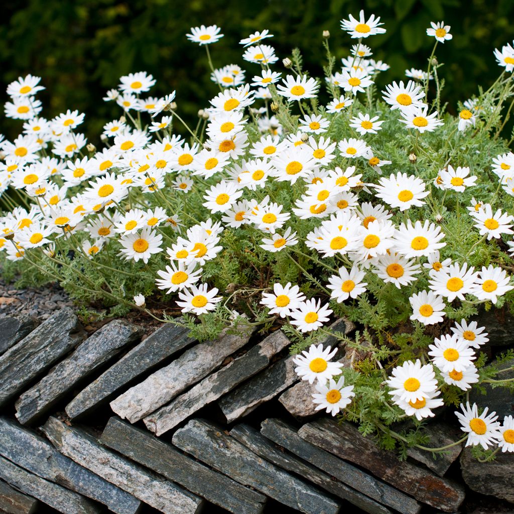 Anthemis punctata subsp. cupaniana