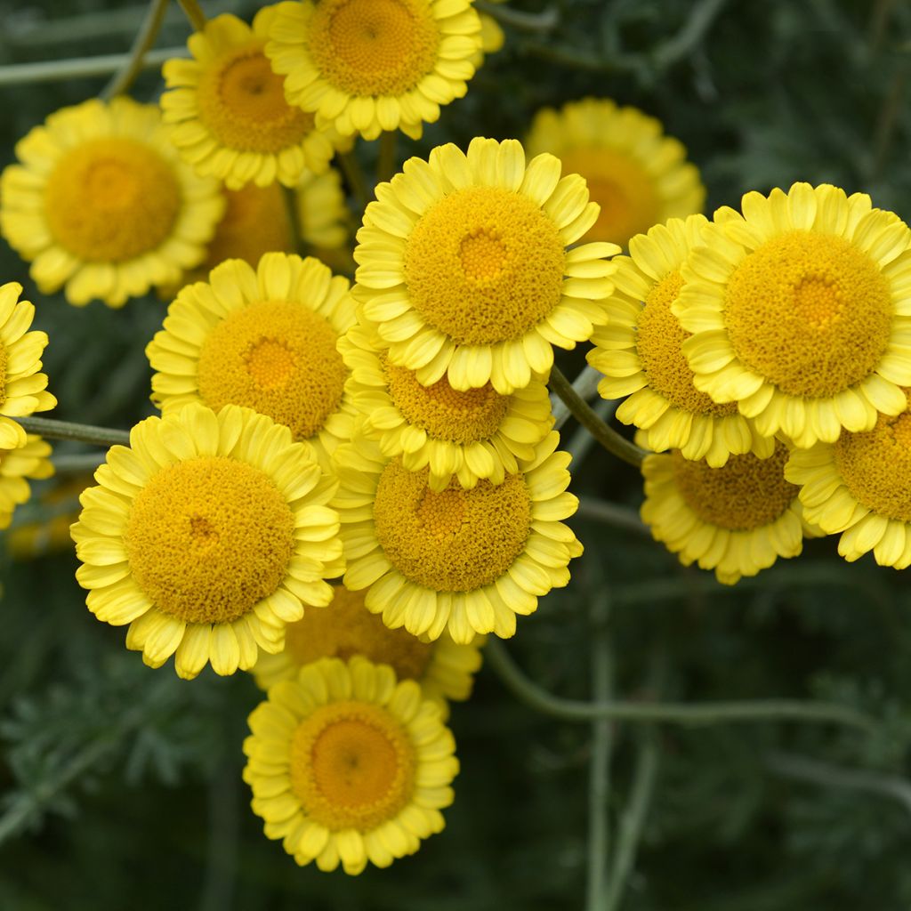 Anthemis sancti-johannis - Manzanilla de San Juan