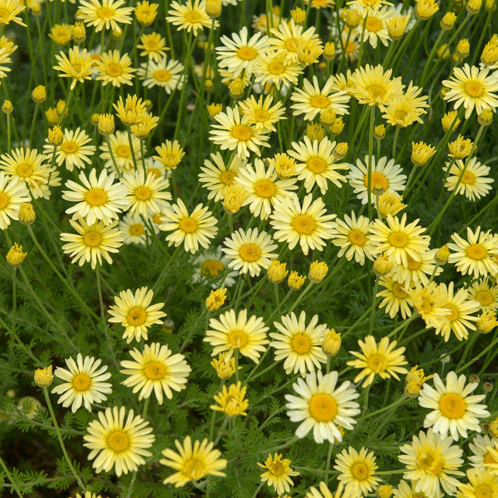 Anthemis tinctoria E.C. Buxton - Camomila amarilla