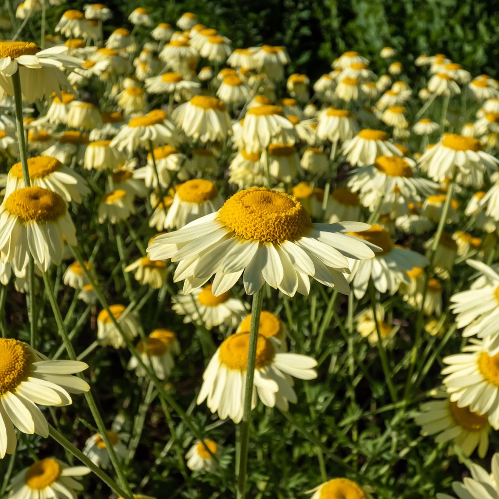 Anthemis tinctoria E.C. Buxton - Camomila amarilla