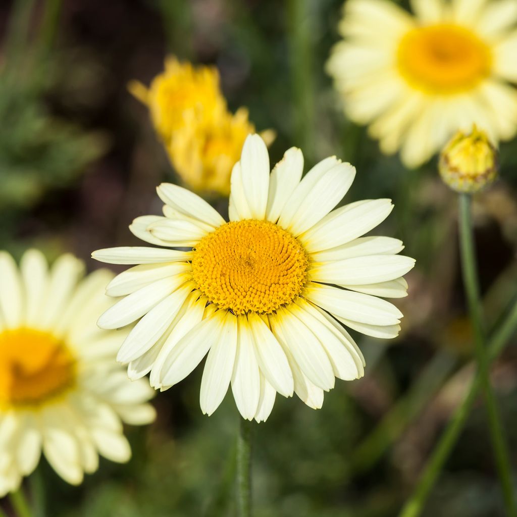 Anthemis tinctoria E.C. Buxton - Camomila amarilla