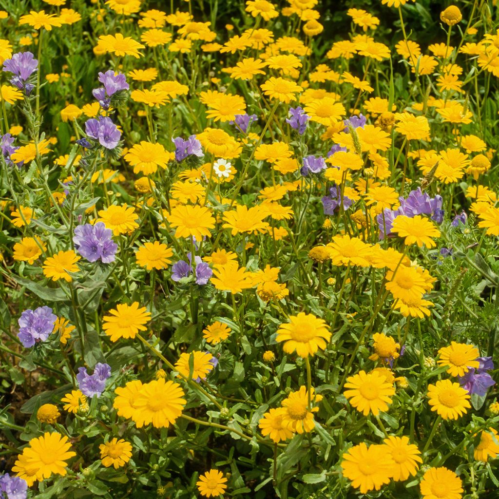 Anthemis tinctoria Kelwayi - Camomila amarilla