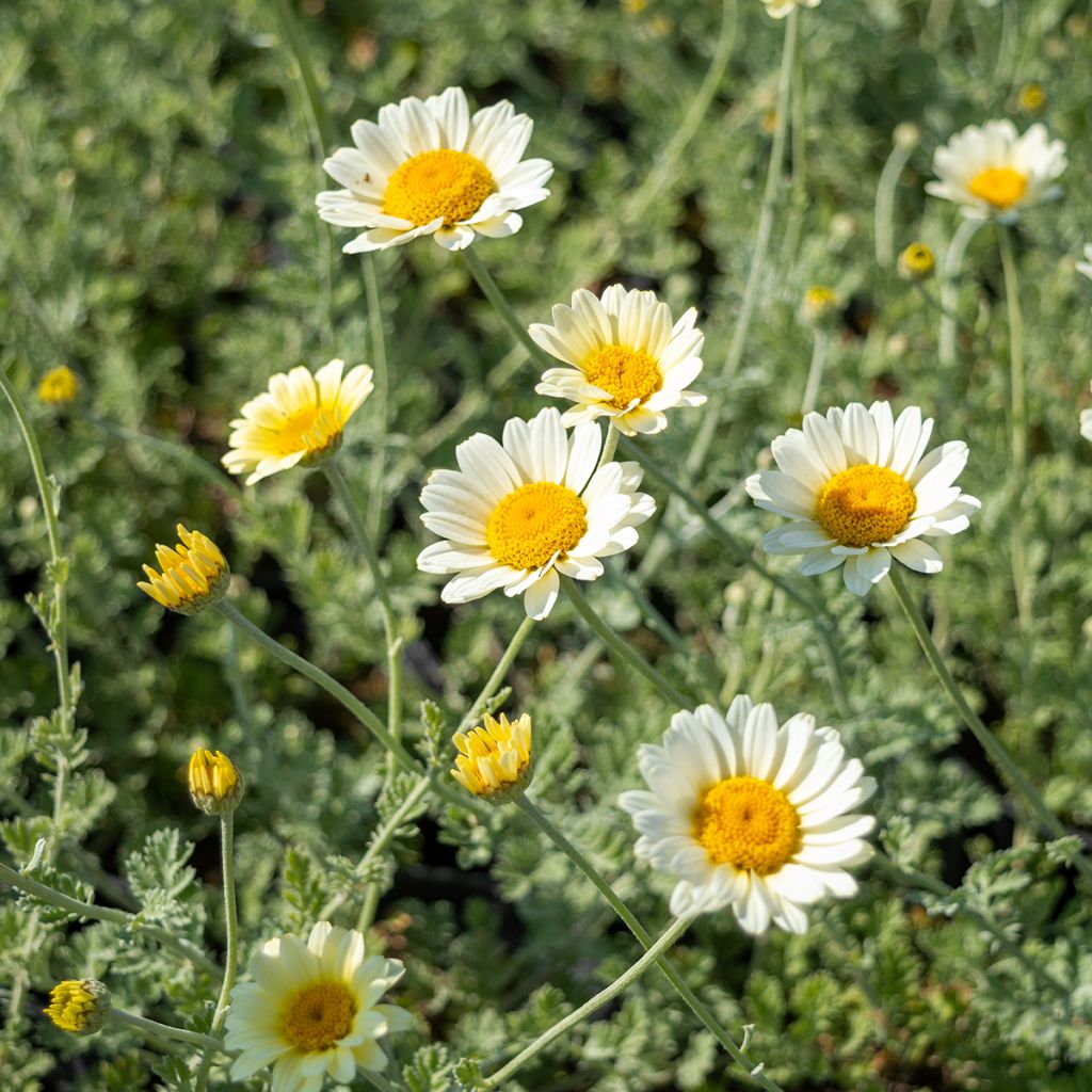 Anthemis tinctoria Sauce Hollandaise - Camomila amarilla