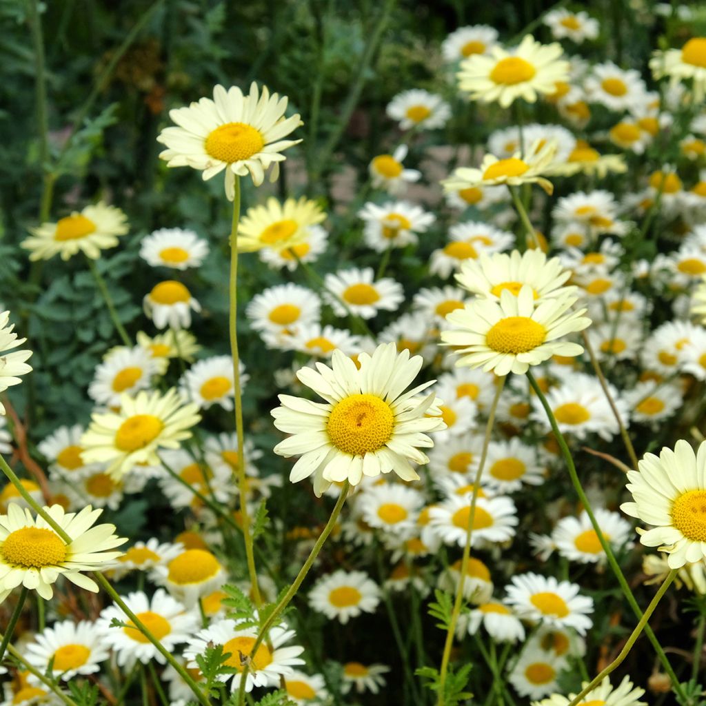 Anthemis tinctoria Sauce Hollandaise - Camomila amarilla