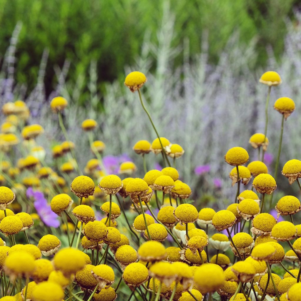 Anthemis tinctoria Sauce Hollandaise - Camomila amarilla