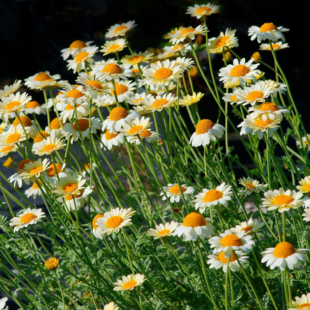 Anthemis tinctoria Sauce Hollandaise - Camomila amarilla