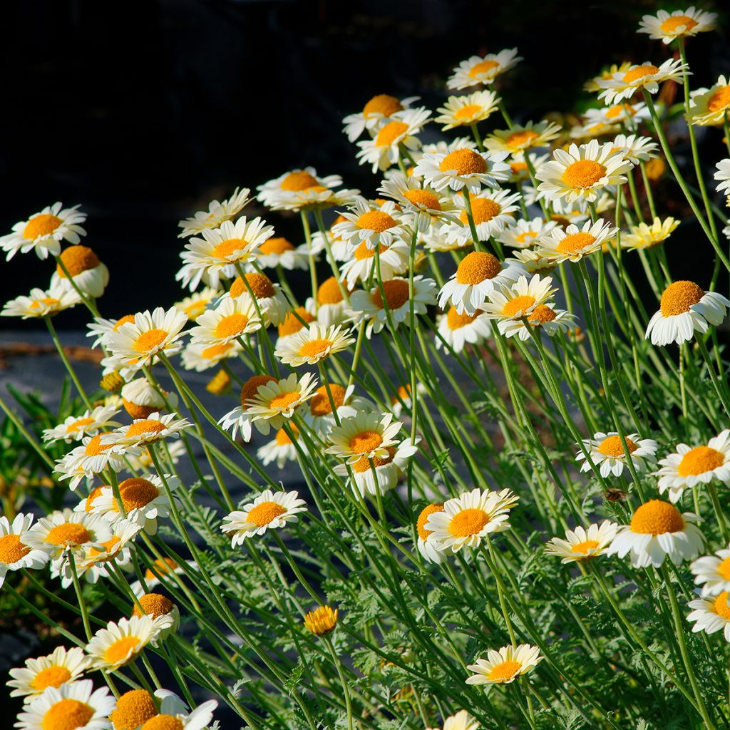 Anthemis tinctoria Sauce Hollandaise - Camomila amarilla