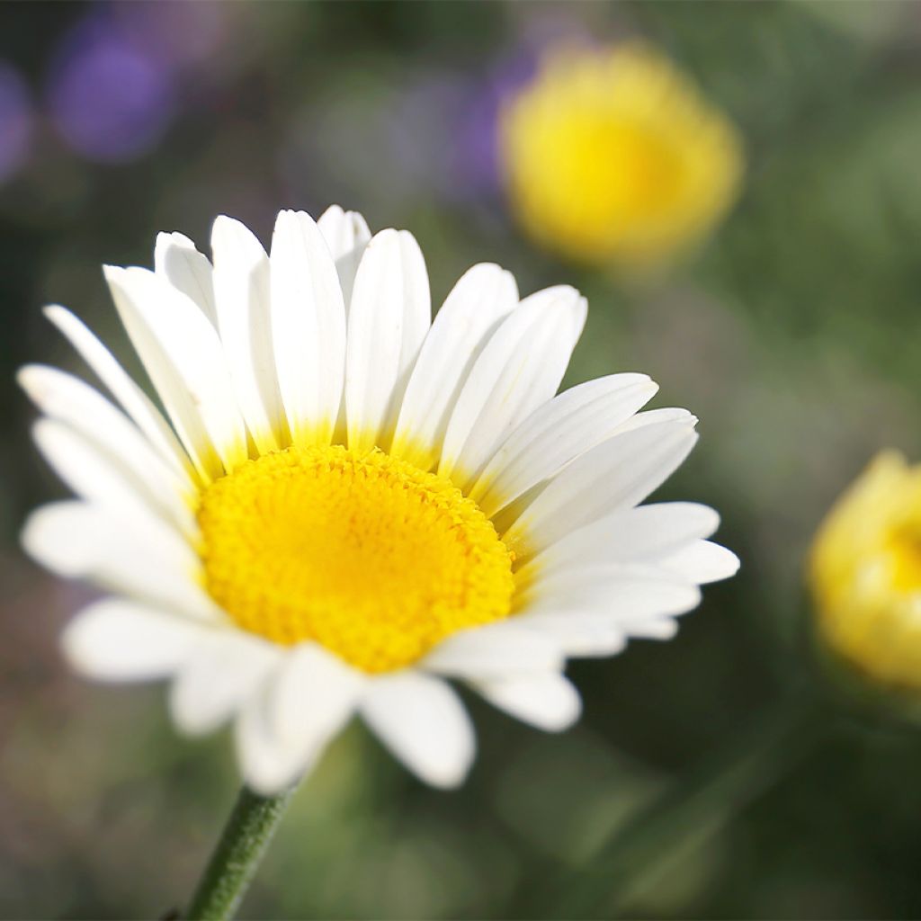 Anthemis tinctoria Sauce Hollandaise - Camomila amarilla