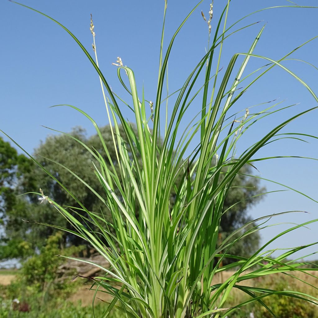 Anthericum  saundersiae Starlight - Chlorophytum panaché