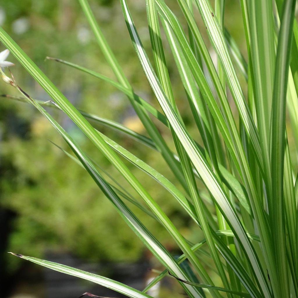 Anthericum  saundersiae Starlight - Chlorophytum panaché