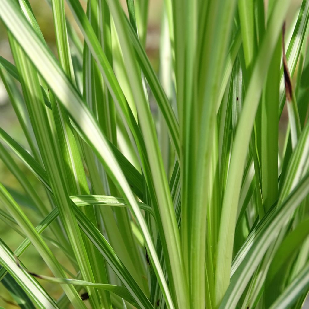 Anthericum  saundersiae Starlight - Chlorophytum panaché