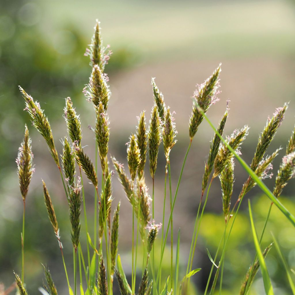 Anthoxanthum odoratum - Flouve odorante