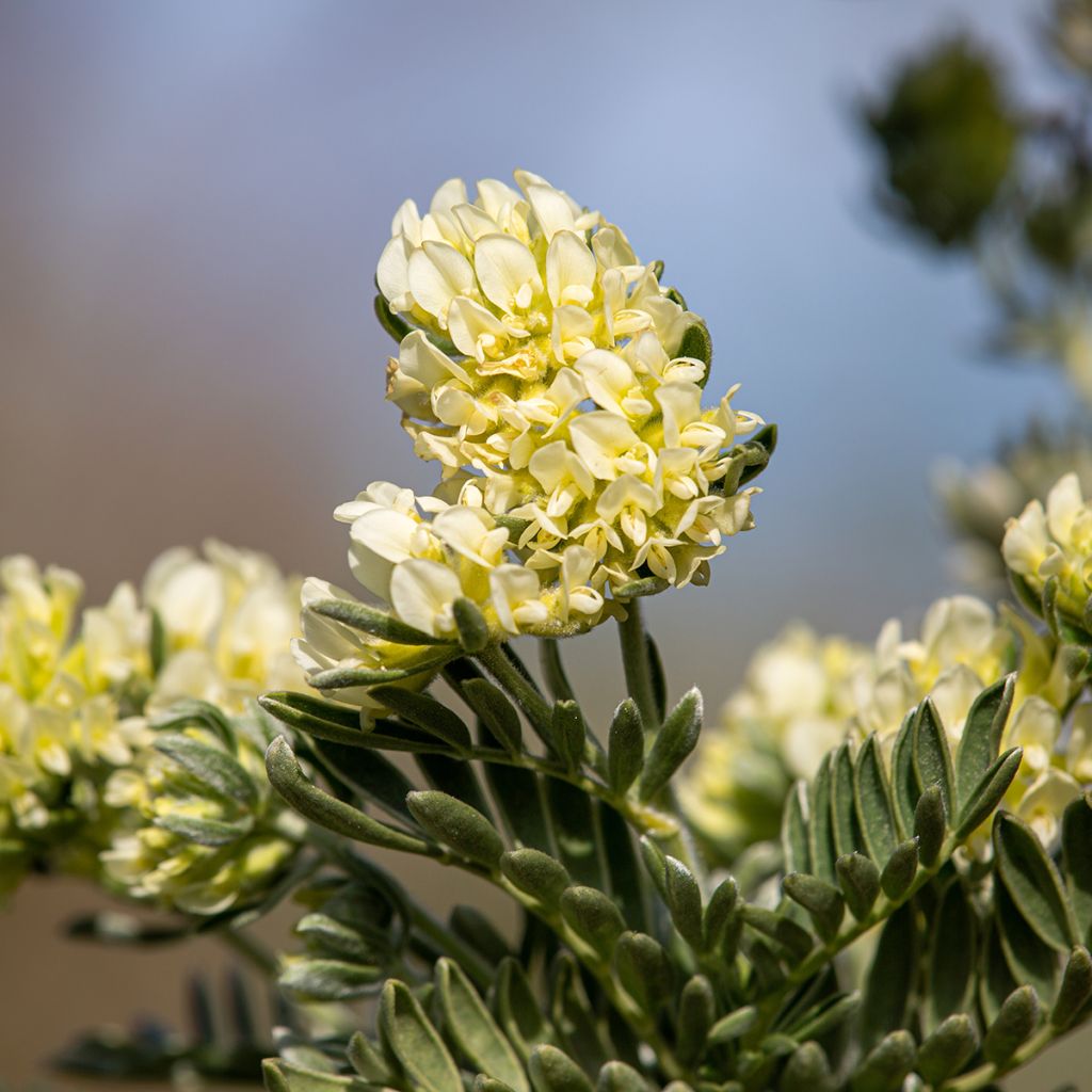 Anthyllis barba-jovis - Vulneraría