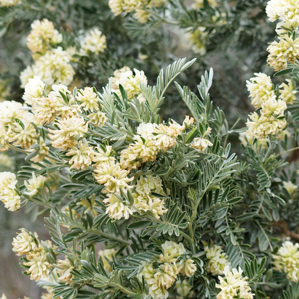 Anthyllis barba-jovis - Vulneraría