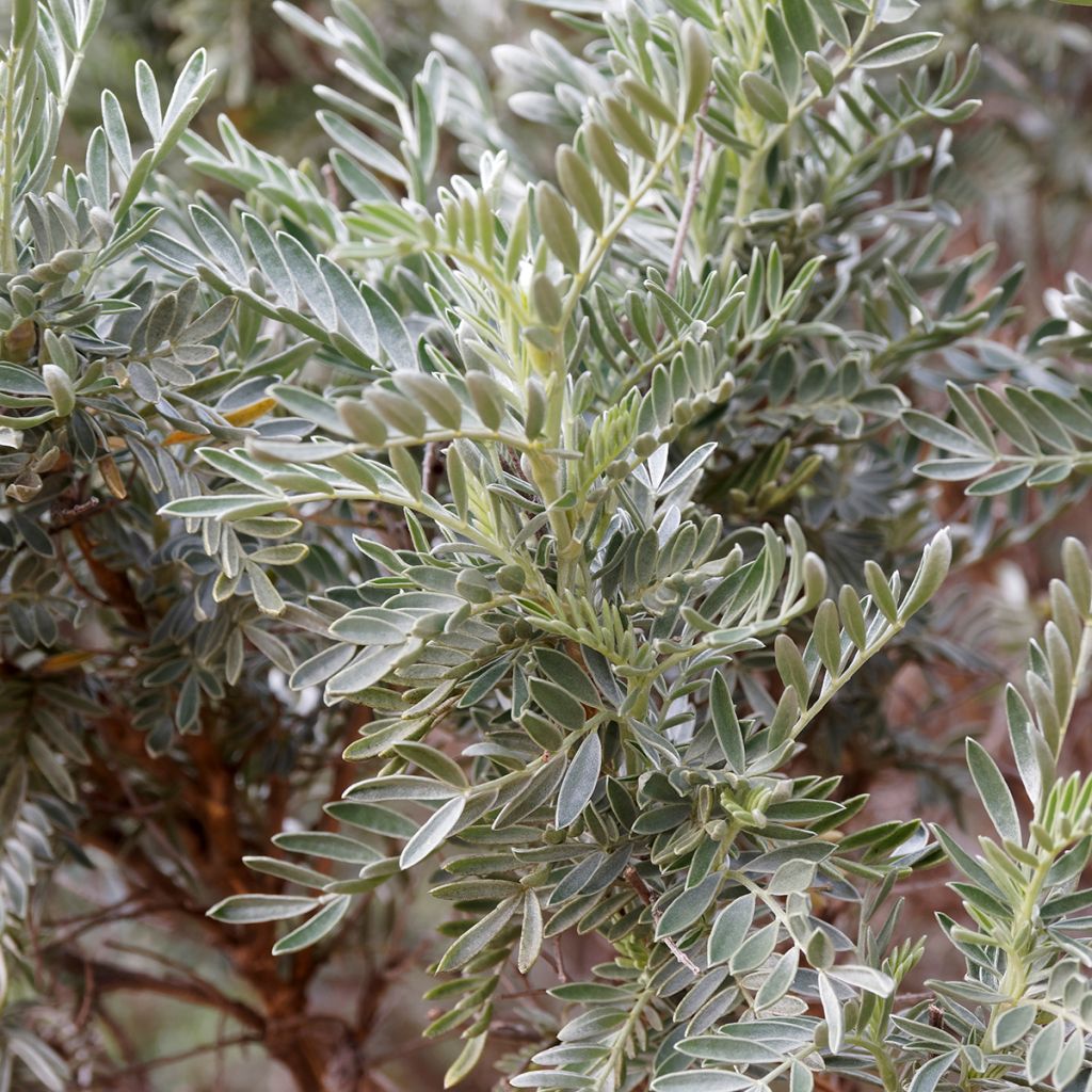 Anthyllis barba-jovis - Vulneraría