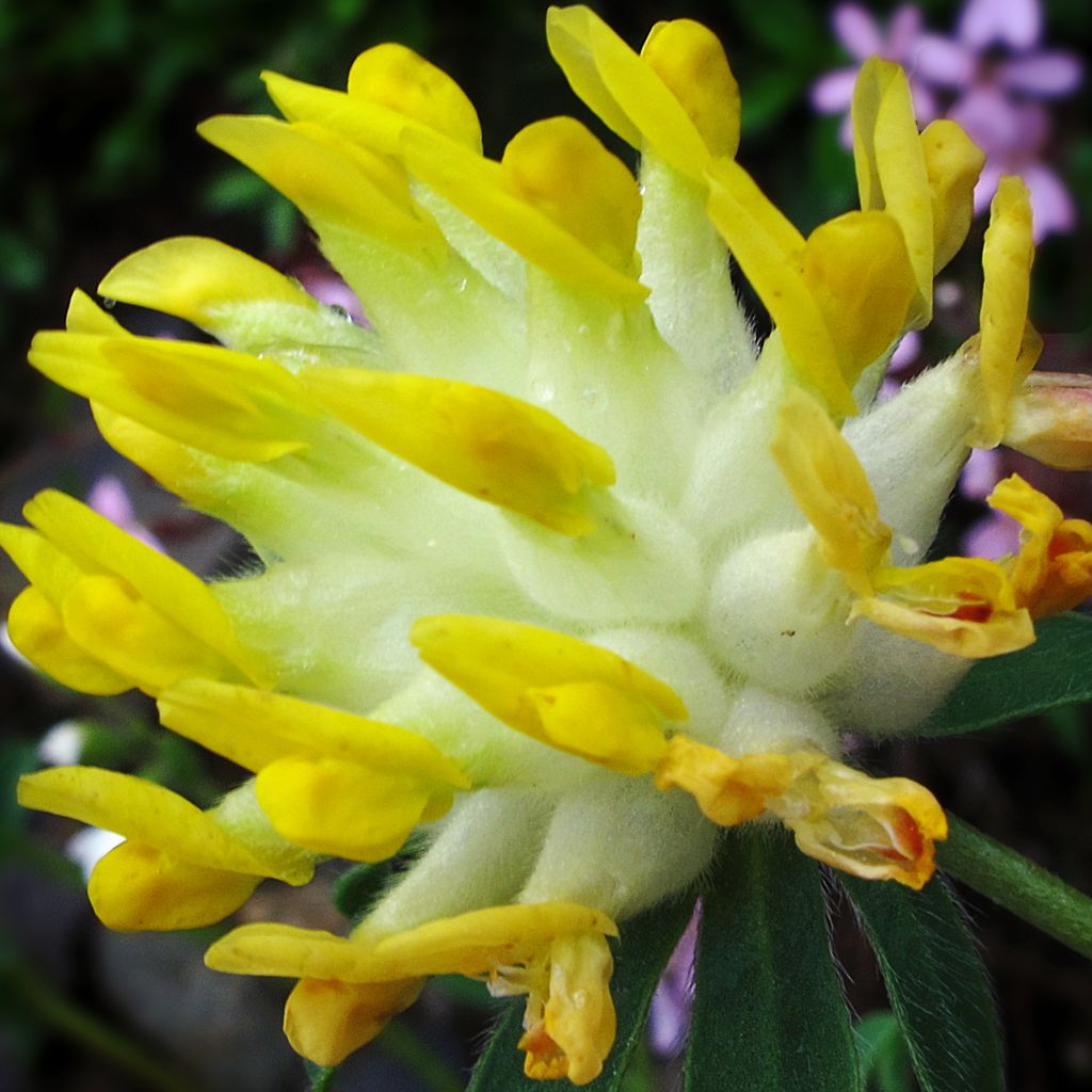 Anthyllis vulneraria