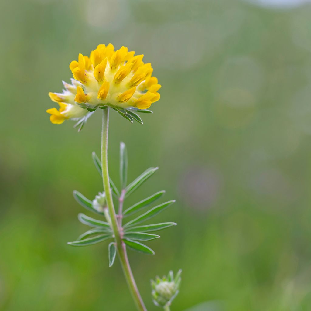 Anthyllis vulneraria - Vulneraria