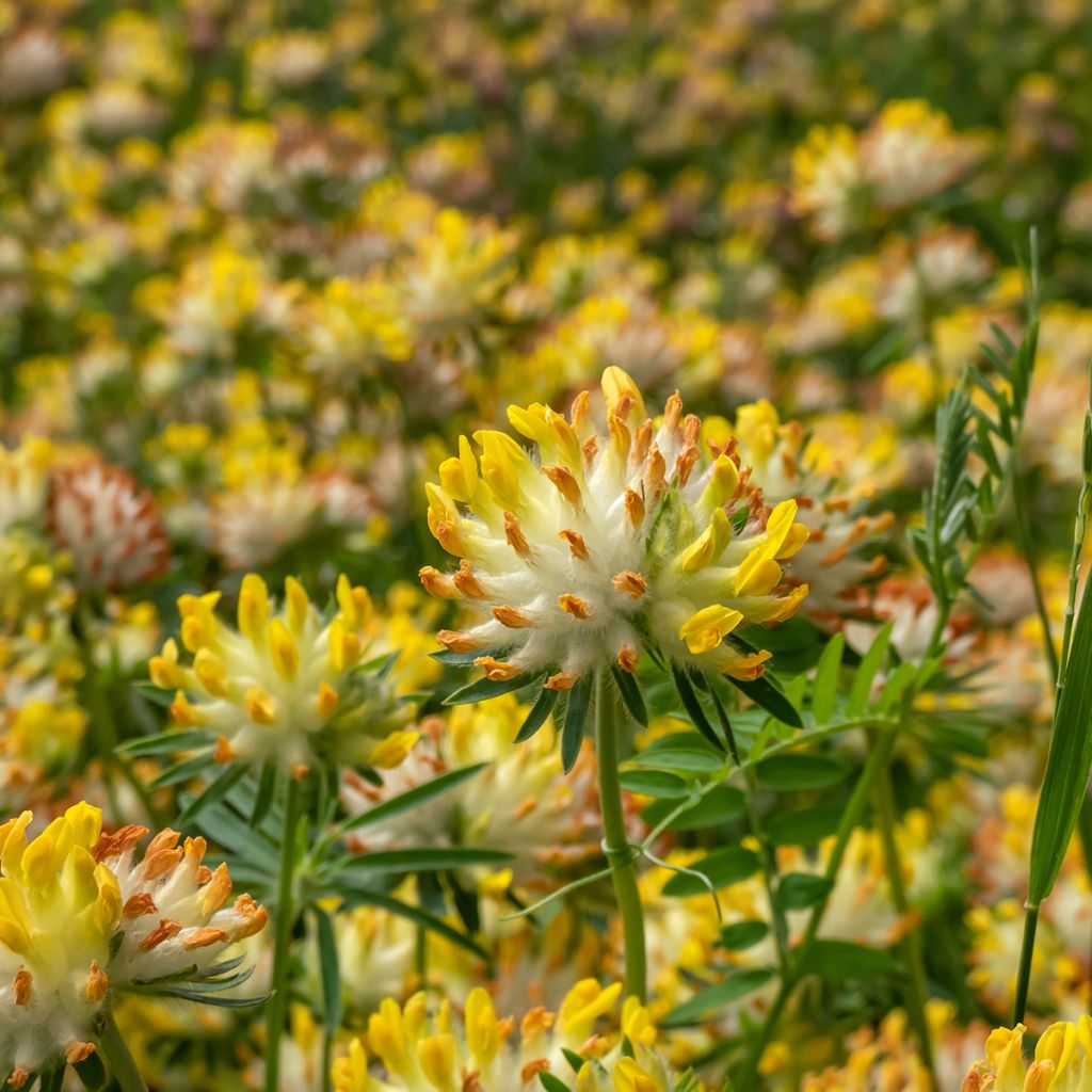 Anthyllis vulneraria - Vulneraria