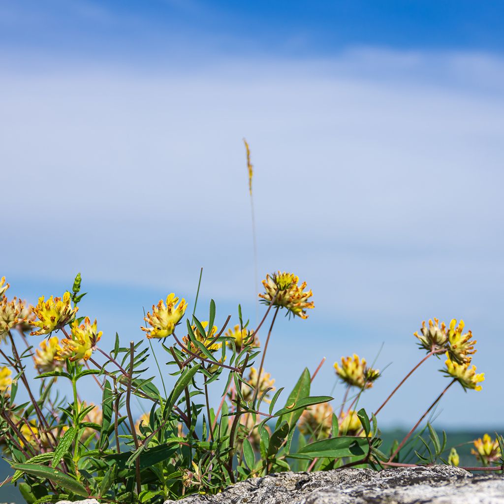 Anthyllis vulneraria - Vulneraria