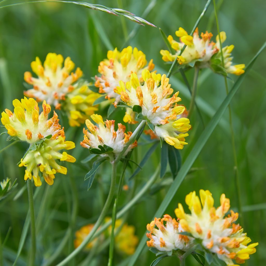 Anthyllis vulneraria - Vulneraria