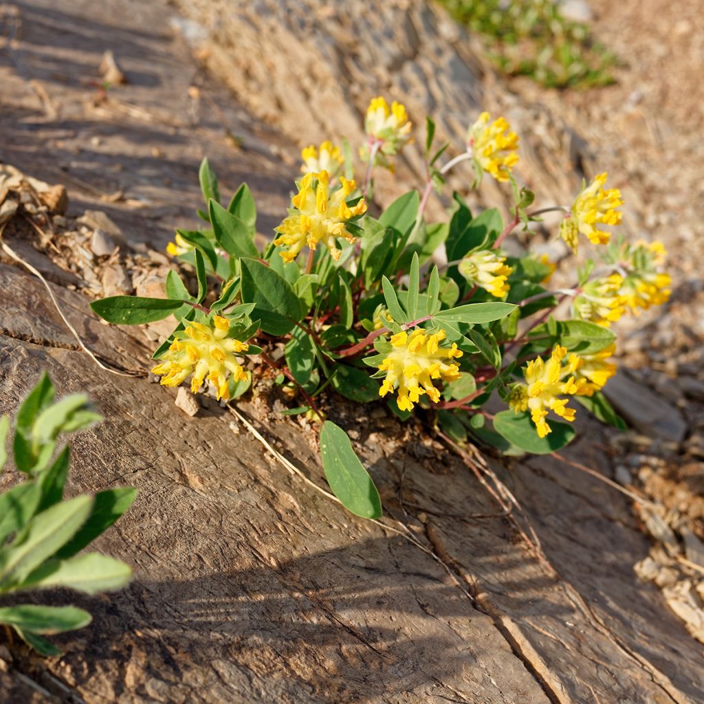 Anthyllis vulneraria - Vulneraria