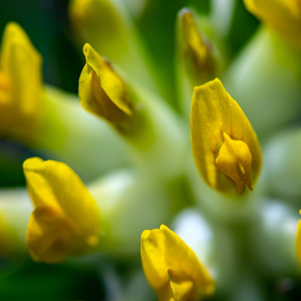 Anthyllis vulneraria - Vulneraria