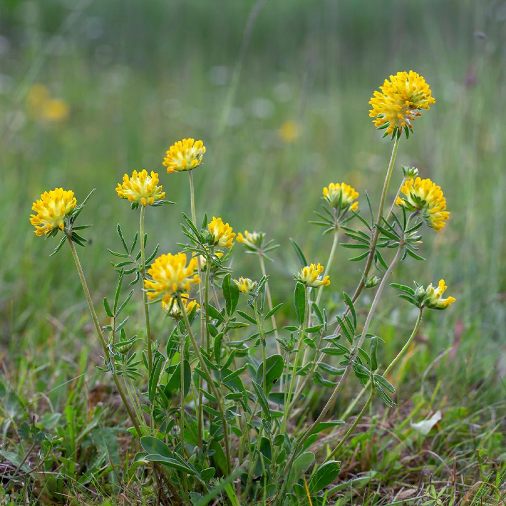 Anthyllis vulneraria - Vulneraria