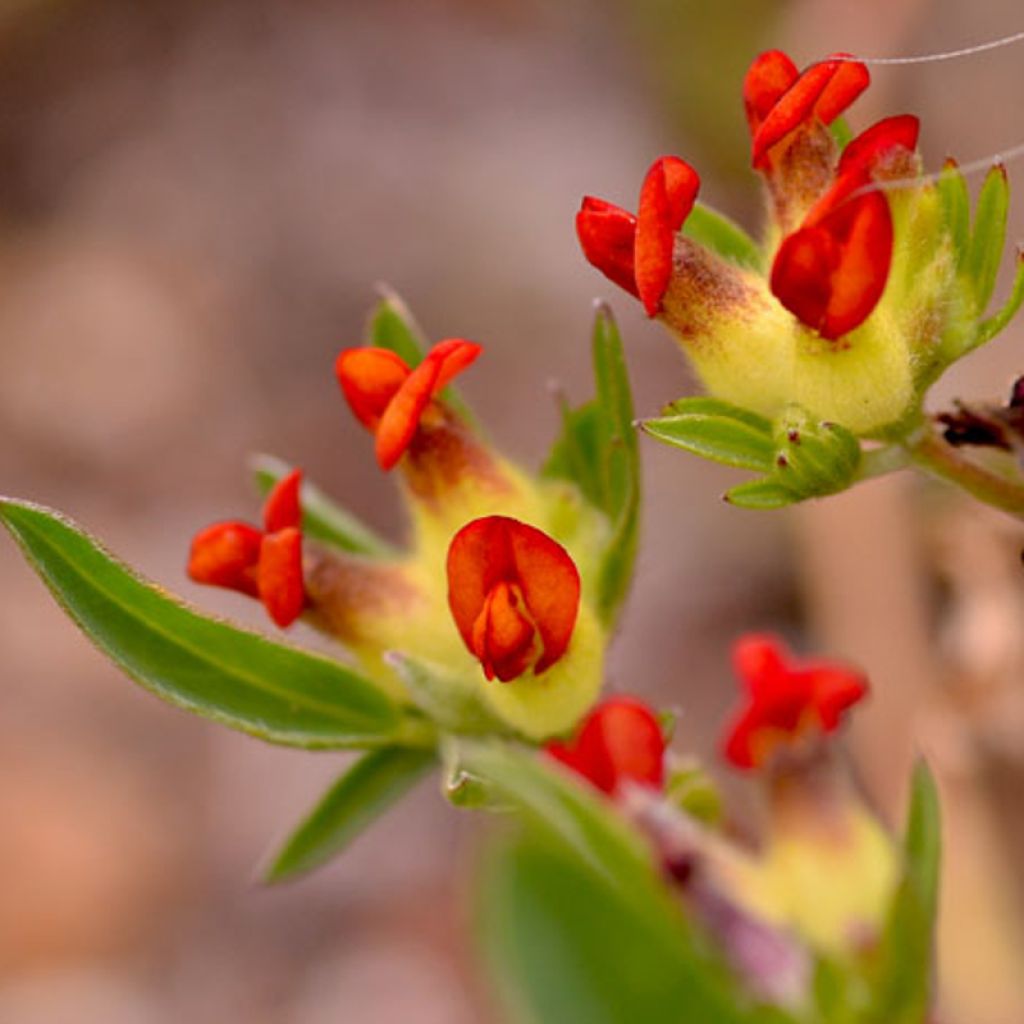 Anthyllis vulneraria var. coccinea