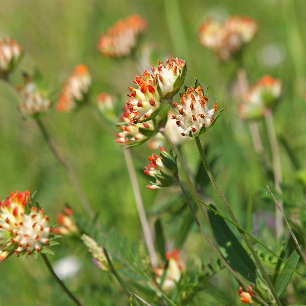 Anthyllis vulneraria var. coccinea