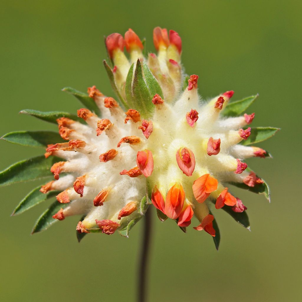 Anthyllis vulneraria var. coccinea