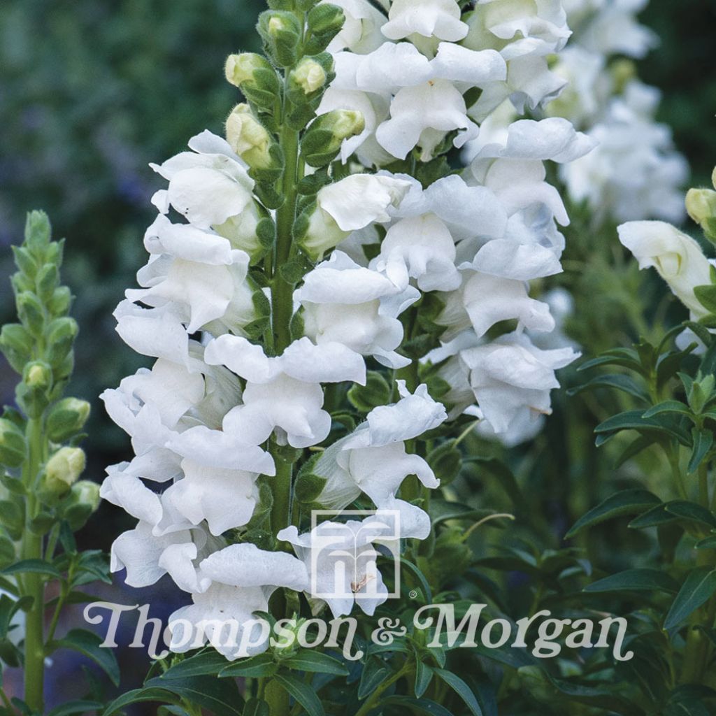 Graines de Muflier Royal Bride - Antirrhinum majus