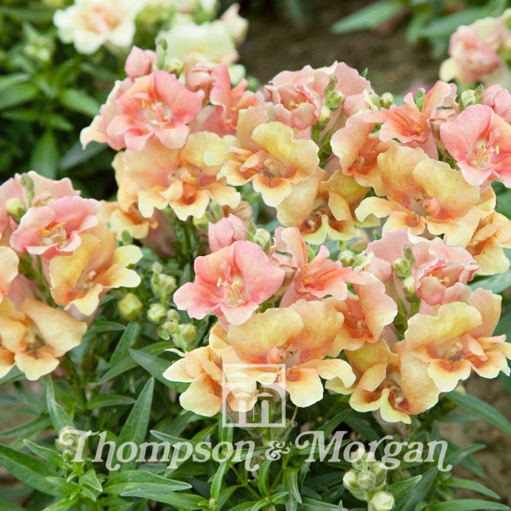 Graines de Muflier nain hybride Twinny Peach F1 Hybrid - Antirrhinum nanum