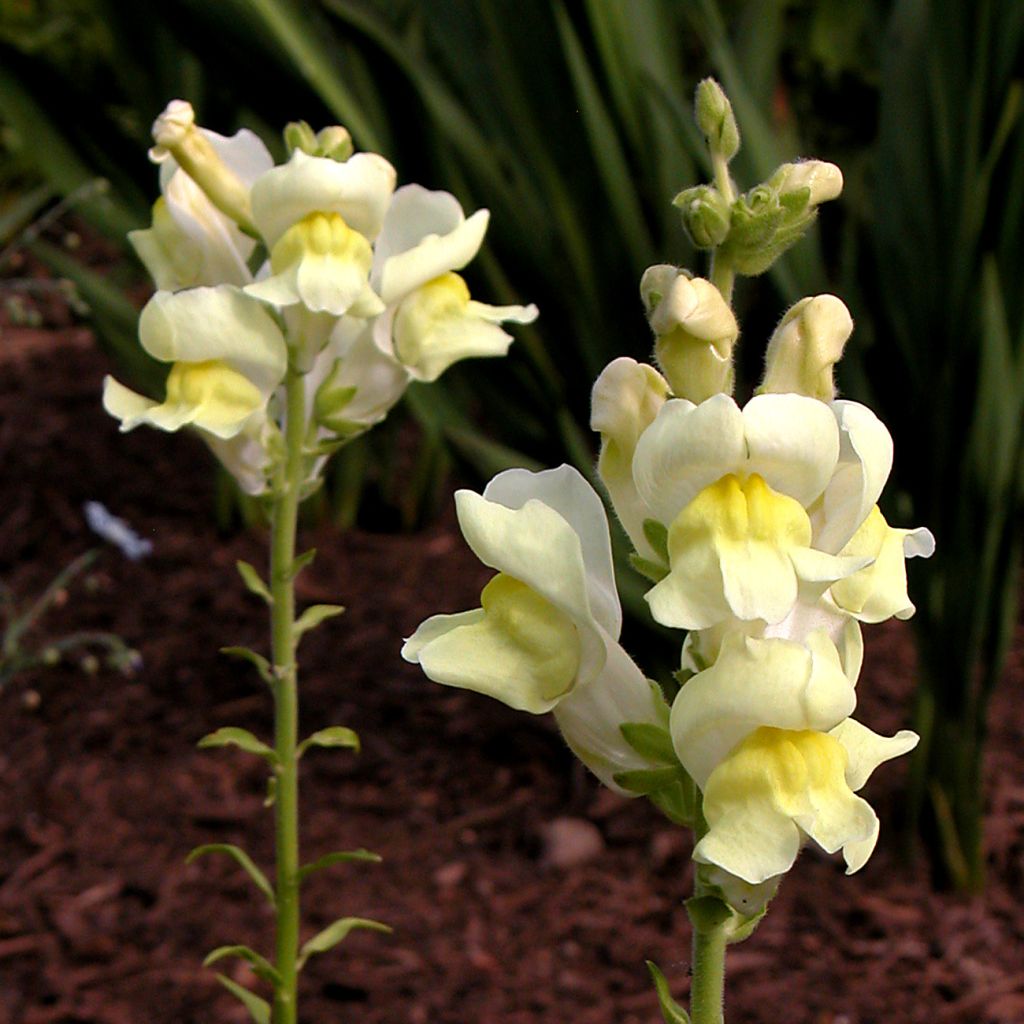 Antirrhinum braun-blanquetii, Muflier