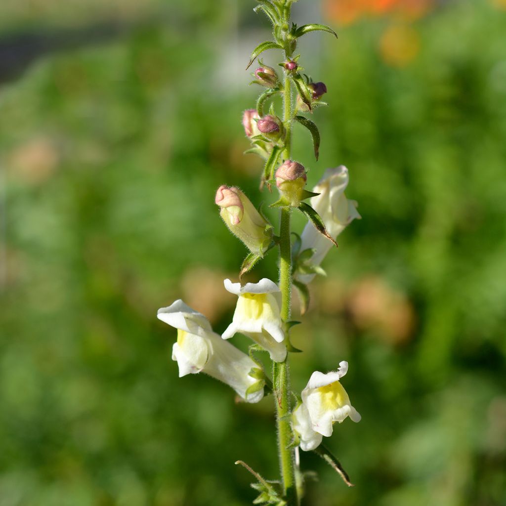 Antirrhinum braun-blanquetii - Boca de dragón palida