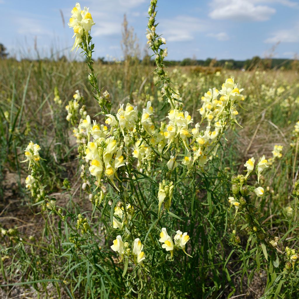 Antirrhinum braun-blanquetii - Boca de dragón palida