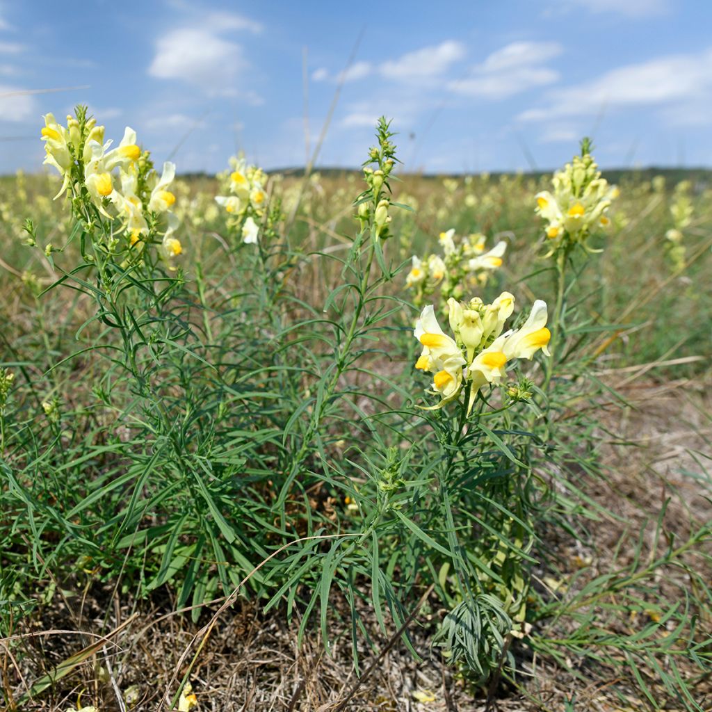 Antirrhinum braun-blanquetii - Boca de dragón palida