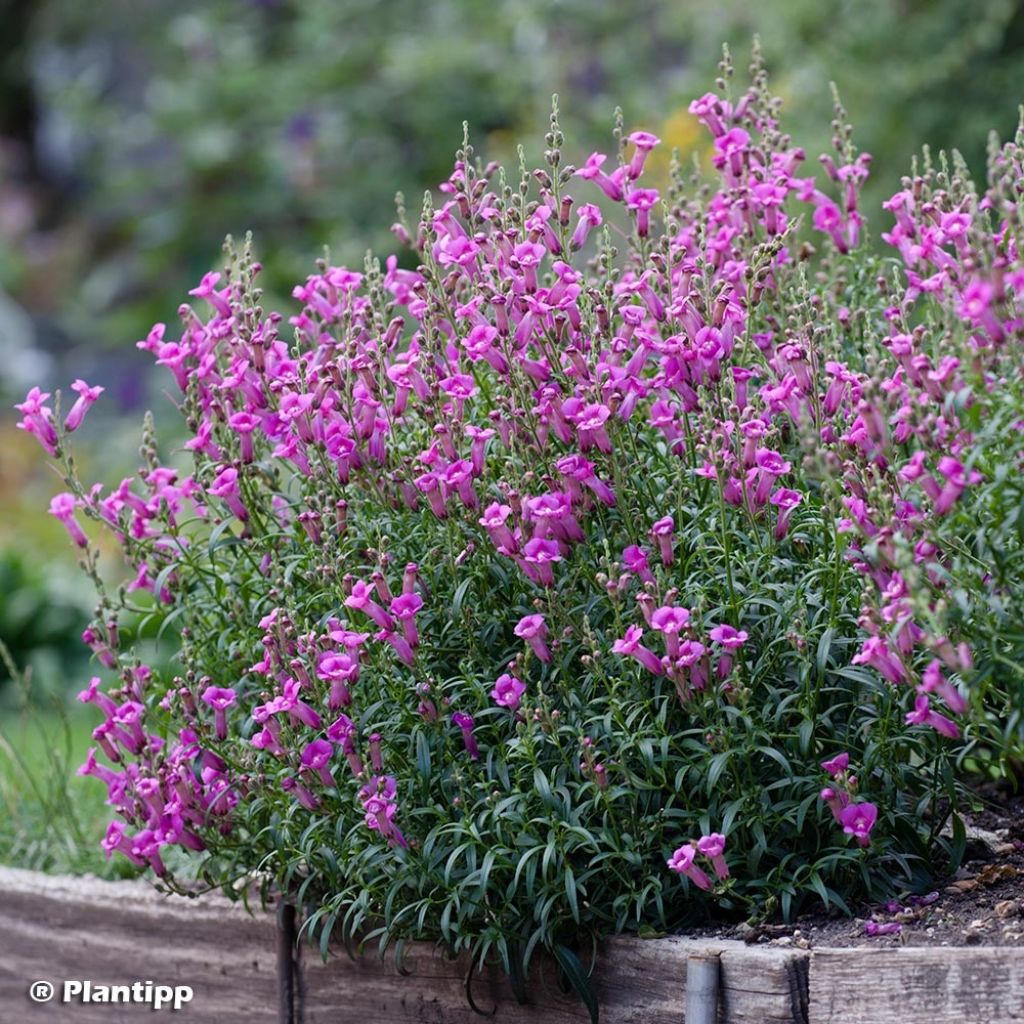 Antirrhinum majus Pretty in Pink® - Muflier.