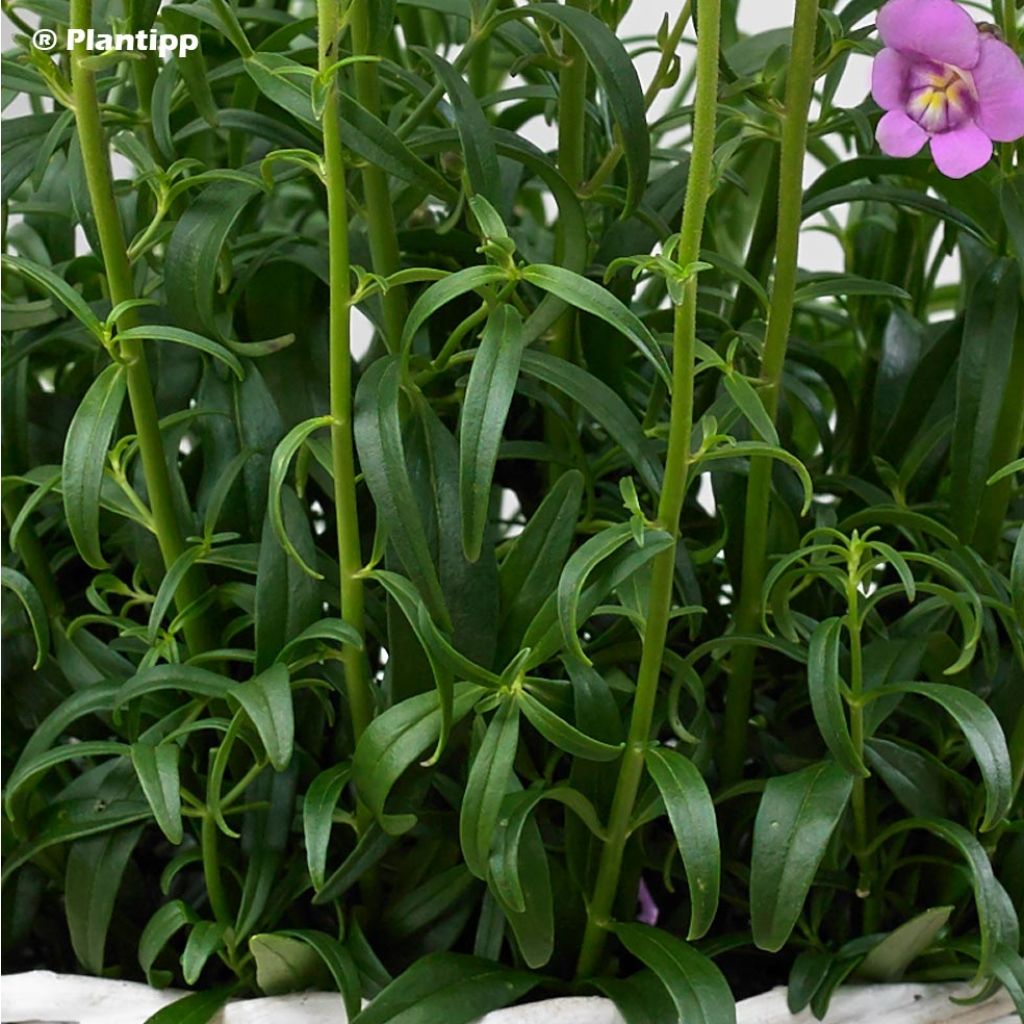 Antirrhinum majus Pretty in Pink® - Muflier.