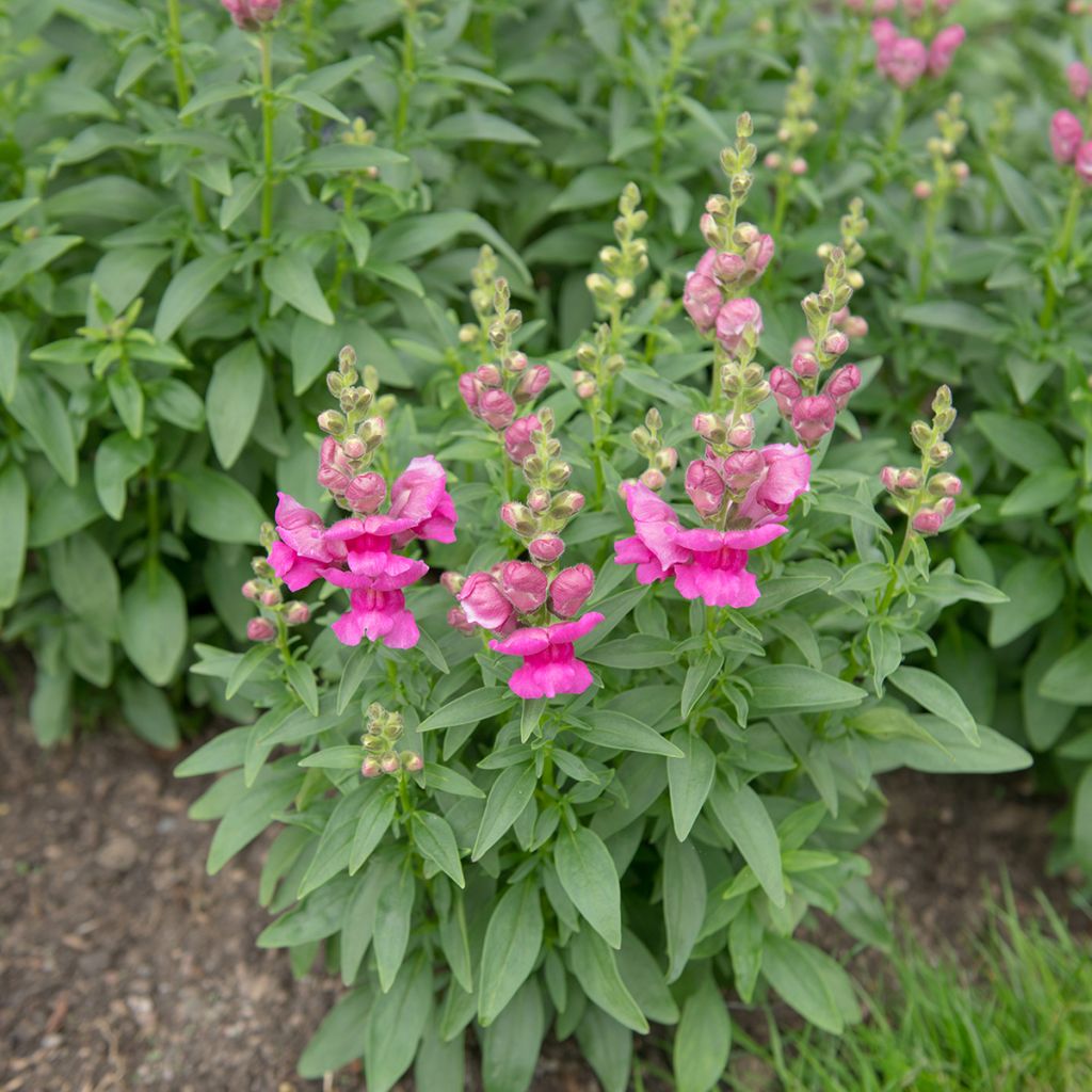 Antirrhinum Pretty in Pink