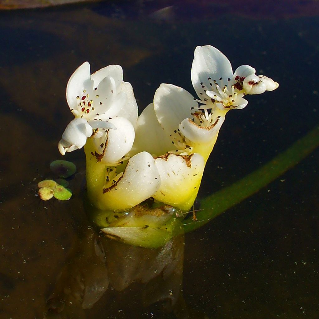 Aponogeton  distachyos - Aponogeton odorant