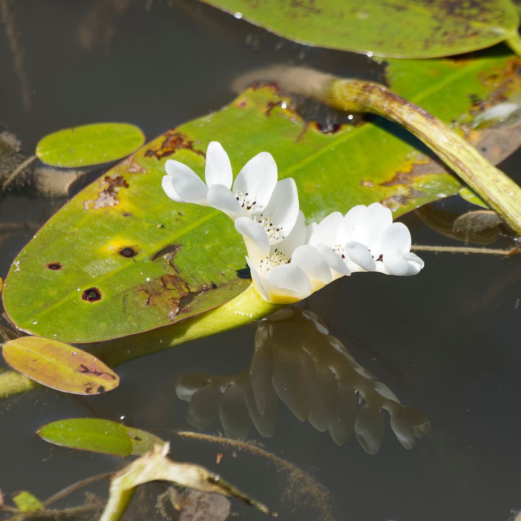 Aponogeton distachyos - Espárrago de El Cabo