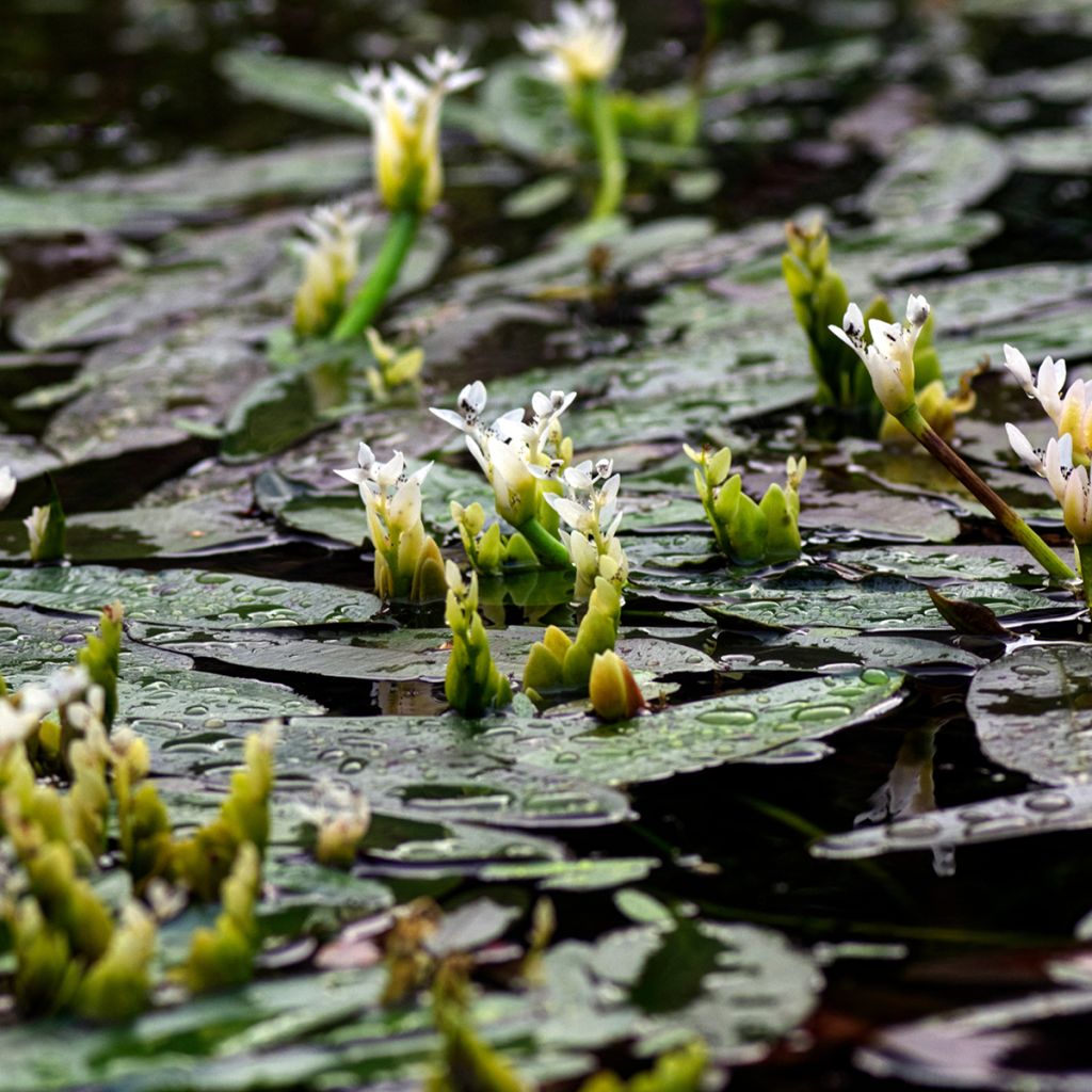 Aponogeton distachyos - Espárrago de El Cabo